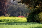 Herbst