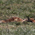 toter Fuchs