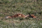 Bussard mit Fuchs