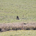 Mäusebussard