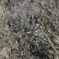 Mäusebussard