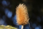 Distel