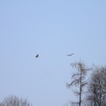 Bussard