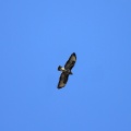 Bussard