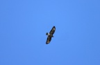 Bussard