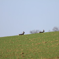 Rehe
