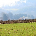 Rehe