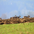 Rehe