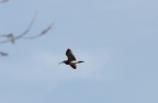 der große Brachvogel im Flug