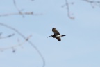 der große Brachvogel im Flug