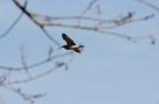 der große Brachvogel im Flug