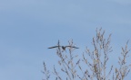 der große Brachvogel im Flug