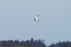 der große Brachvogel im Flug