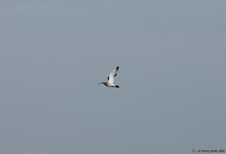 der große Brachvogel im Flug