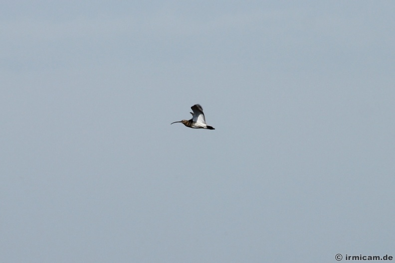 der große Brachvogel im Flug