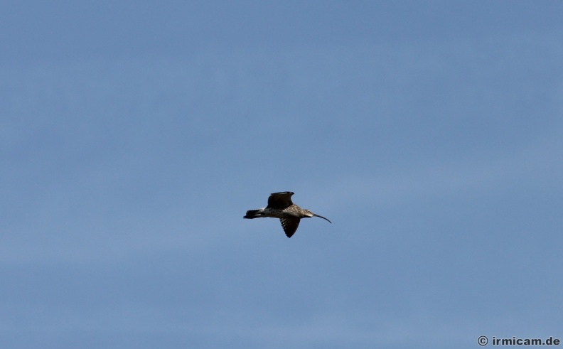 der große Brachvogel im Flug