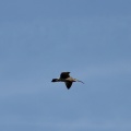 der große Brachvogel im Flug