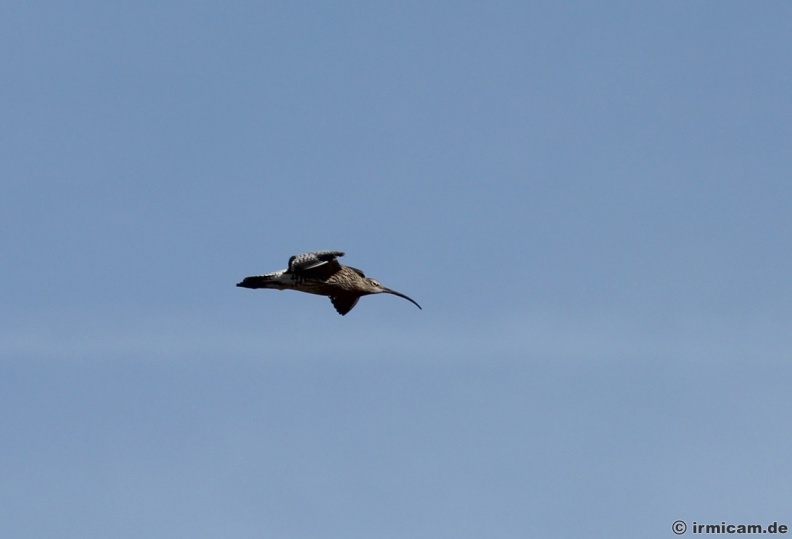 der große Brachvogel im Flug