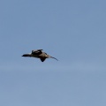 der große Brachvogel im Flug