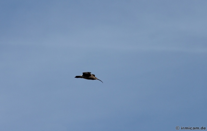 der große Brachvogel im Flug