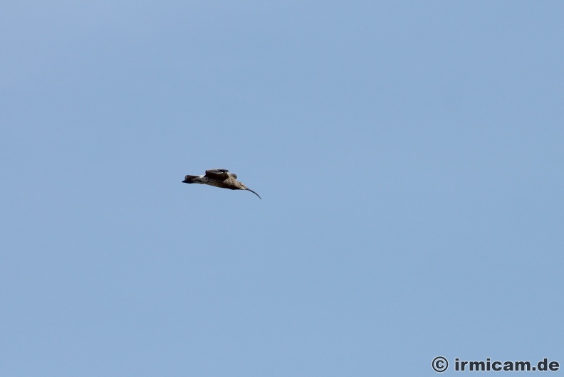 der große Brachvogel im Flug