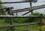 Grünspecht bei der Futtersuche