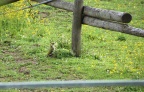 Grünspecht bei der Futtersuche