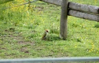 Grünspecht bei der Futtersuche