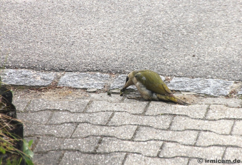 IMG_5952.jpg