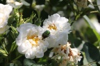 Goldkäfer auf weißer Rose