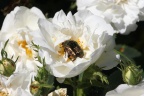 Goldkäfer auf weißer Rose