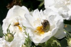 Goldkäfer auf weißer Rose