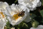 Goldkäfer auf weißer Rose