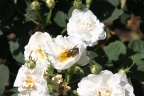 Goldkäfer auf weißer Rose