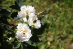 Goldkäfer auf weißer Rose