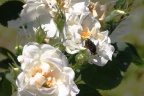 Goldkäfer auf weißer Rose