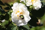 Goldkäfer auf weißer Rose