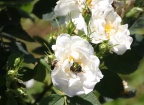 Goldkäfer auf weißer Rose