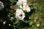 Goldkäfer auf weißer Rose
