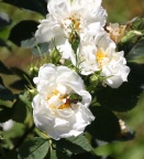Goldkäfer auf weißer Rose