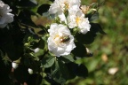 Goldkäfer auf weißer Rose
