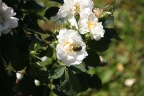 Goldkäfer auf weißer Rose