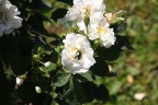 Goldkäfer auf weißer Rose