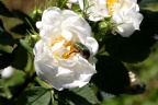 Goldkäfer auf weißer Rose