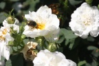 Goldkäfer auf weißer Rose