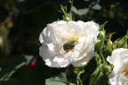 Goldkäfer auf weißer Rose
