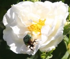 Goldkäfer auf weißer Rose