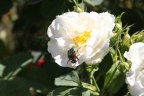 Goldkäfer auf weißer Rose