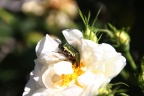 Goldkäfer auf weißer Rose