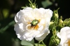 Goldkäfer auf weißer Rose